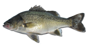 Australian Bass- Macquaria novemaculeata