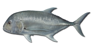 Giant-Trevally