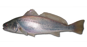 Mulloway