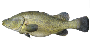 Murray-Cod