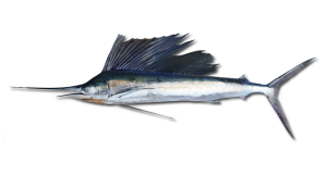 Sailfish