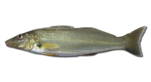 Sand-Whiting