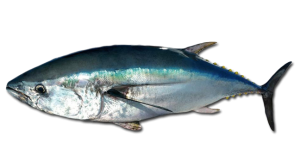 Southern-Bluefin-Tuna