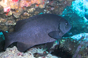 black drummer rock blackfish underwater cave