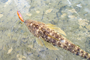 dusky flathead on surface lure swimming in water
