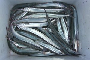 garfish fishig bait