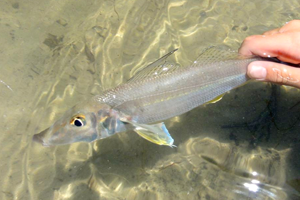 sand whiting swimming in water