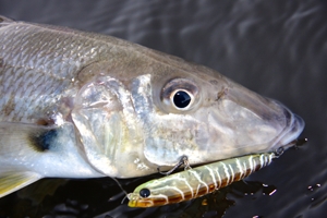 How To Catch Fish, Sand Whiting