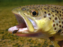 brown trout salmo trutta
