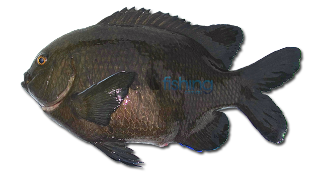 http://getfishing.com.au/wp-content/uploads/2013/10/McCullochs-Scalyfin-watermarked.png