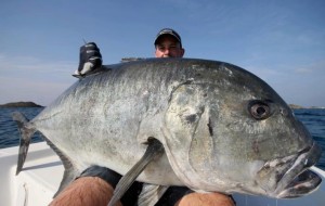 rock wyrsta huge giant trevally