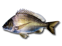 black bream