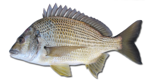 yellowfin bream Acanthopagrus australis