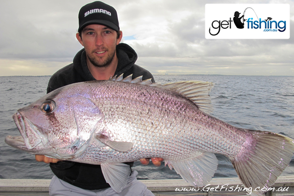 west australian dhufish wa fishing perth 