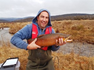 brown trout fishing nsw australia