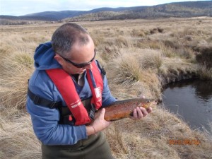 brown trout fishing nsw australia