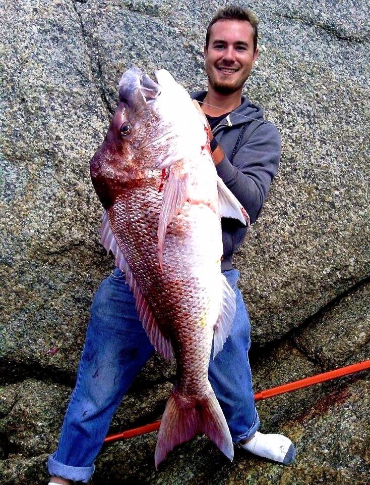 monster snapper caught at albany