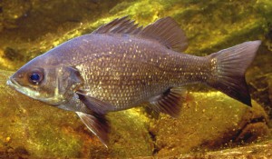 Australian bass, fishing