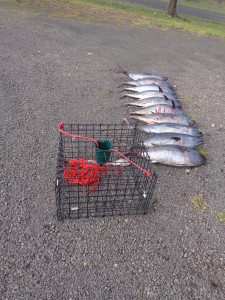 southern bluefin tuna siezed, portland vic