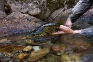 Brown Trout, Snowy Flat NSW