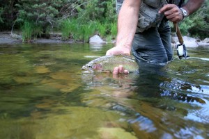 Rainbow trout in a stream