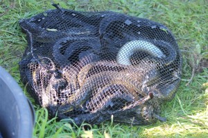 illegally caught eels in nsw