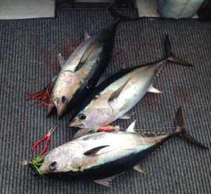 portland bluefin tuna fishing