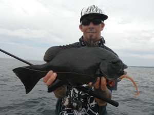 black drummer soft plastics nsw south coast fishing