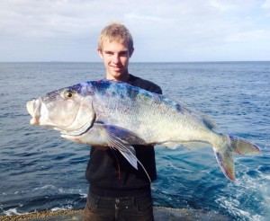 Albany queen snapper off the rocks