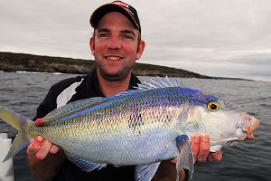 how to catch queen snapper blue morwong in australia