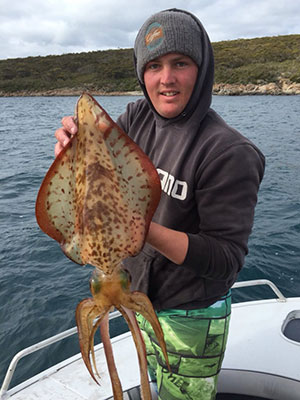 squid southern calamari south australia