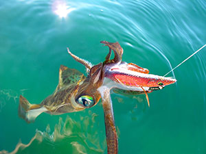 How To Catch Squid, Southern Calamari