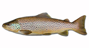 How-To-Catch-Brown-Trout-300px