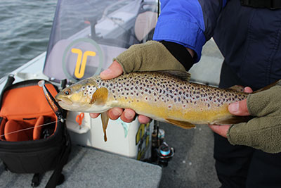 Tie The Knot Brown Trout Fishing Shirt