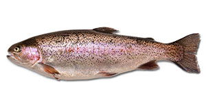 How To Catch Fish, Rainbow Trout