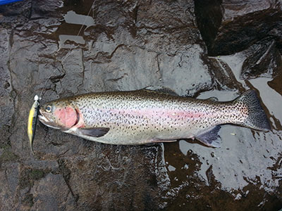 How to Catch Trout on Soft Plastics