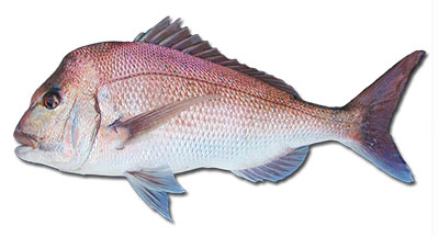 how to catch snapper_pagrus auratus_pink snapper