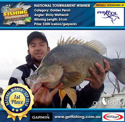 golden-perch_ricky-wetherall_61cm