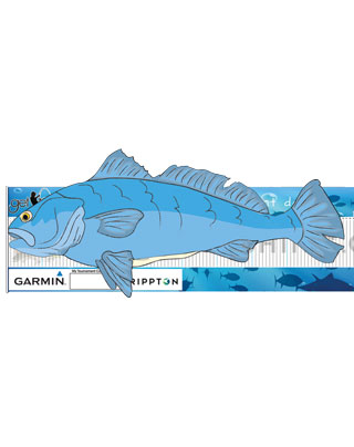 eFish Length eFish Brag Mat