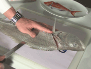 how to fillet mulloway video