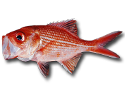 bight redfish