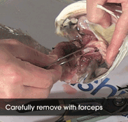 how to remove mulloway otoliths/jewels video