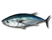 southern bluefin tuna