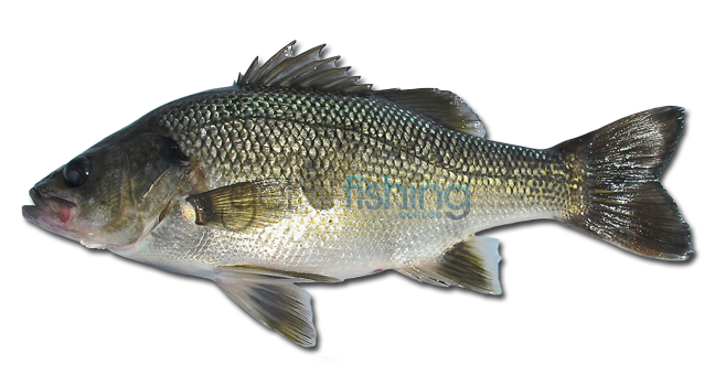 https://getfishing.com.au/wp-content/uploads/2013/10/Australian-Bass-watermarked1.png