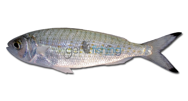 how to eat herring fish