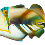 Hawaiian Triggerfish | Get Fishing