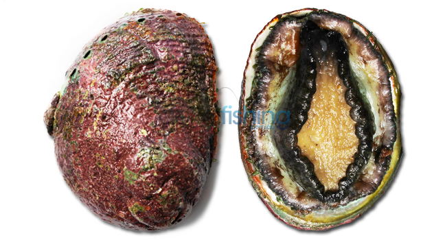 Roe's Abalone  Get Fishing