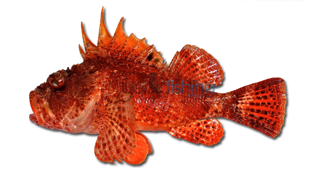 red scorpion fish