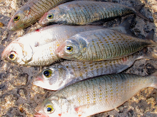 concerns over australian herrinf stocks - fishing news