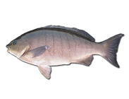luderick blackfish
